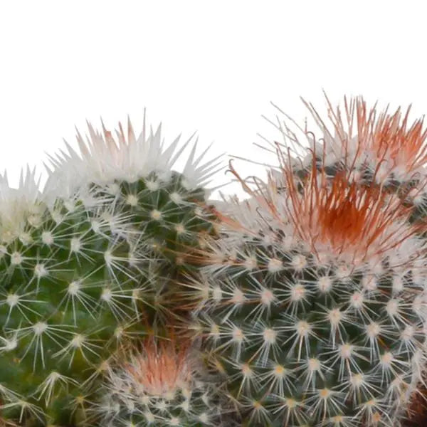 Bolcactus mix 8,5 cm | 3 stuks - in Mexicaanse pot  BotanicBridge