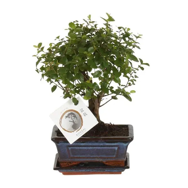 Bonsai Bol Vorm - Ø15cm - ↕30cm  BotanicBridge