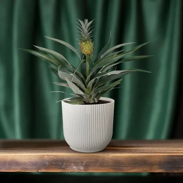 Bromelia Ananas - Ø12cm - ↕30cm  BotanicBridge