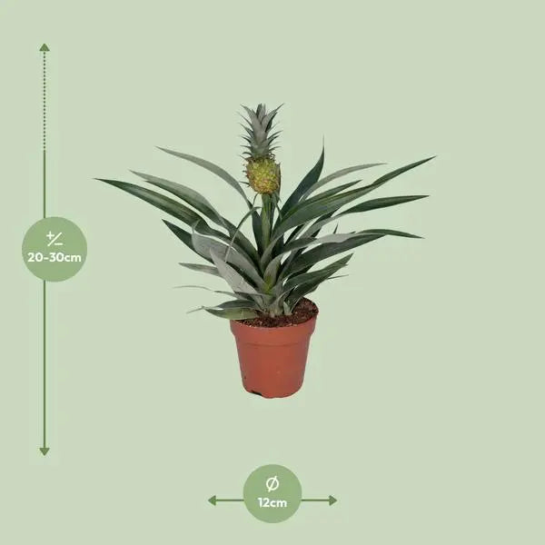 Bromelia Ananas - Ø12cm - ↕30cm  BotanicBridge