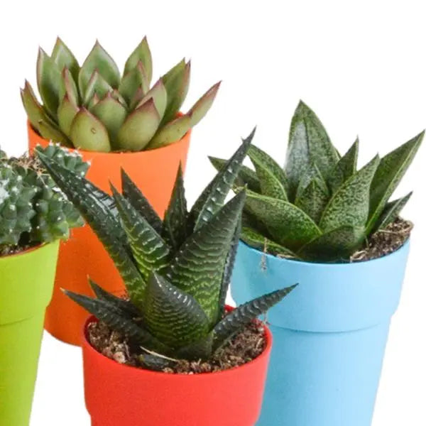 Cactus en vetplanten mix 5.5 cm | 15 stuks - in gekleurde plasticpot  BotanicBridge