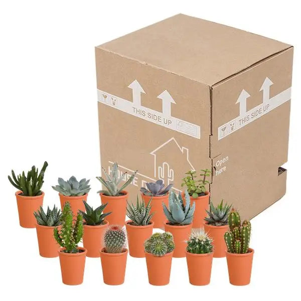 Cactus en vetplanten mix 5.5 cm | 15 stuks - in terracotta pot  BotanicBridge