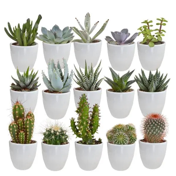 Cactus en vetplanten mix 5.5 cm | 15 stuks - in witte pot  BotanicBridge