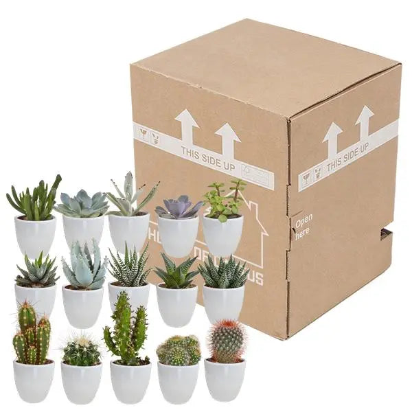 Cactus en vetplanten mix 5.5 cm | 15 stuks - in witte pot  BotanicBridge