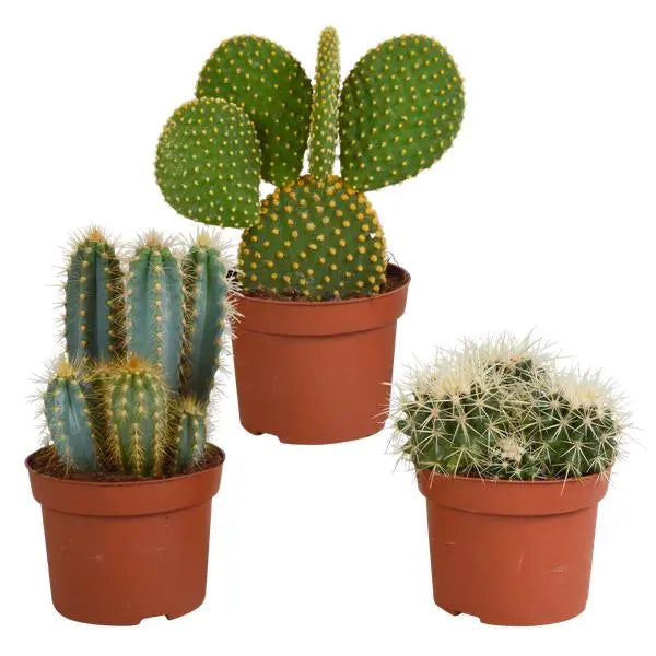 Cactus mix 10.5 cm - 3x - 12cm zonder pot  BotanicBridge