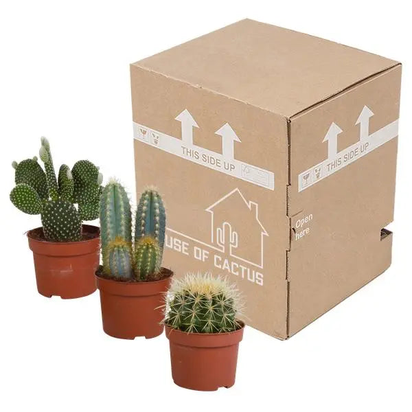 Cactus mix 10.5 cm - 3x - 12cm zonder pot  BotanicBridge