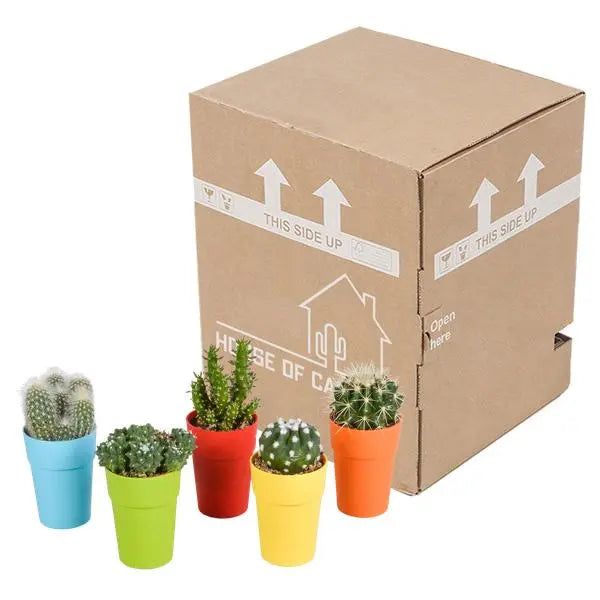 Cactus mix 5.5 cm - 5x - in gekleurde plasticpot  BotanicBridge