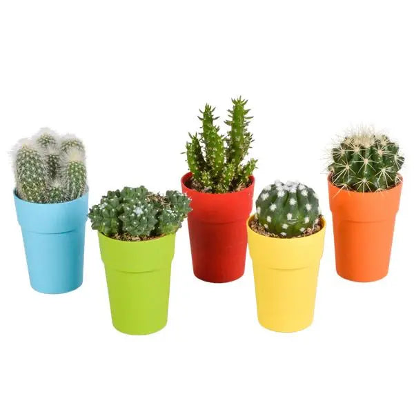 Cactus mix 5.5 cm - 5x - in gekleurde plasticpot  BotanicBridge