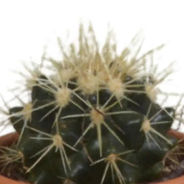 Cactus mix 5.5 cm - 5x - in terracotta pot  BotanicBridge