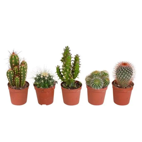 Cactus mix 5.5 cm - 5x - zonder pot  BotanicBridge