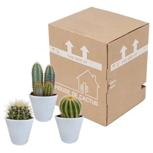 Cactus mix 8.5 cm - 3x - in witte pot  BotanicBridge