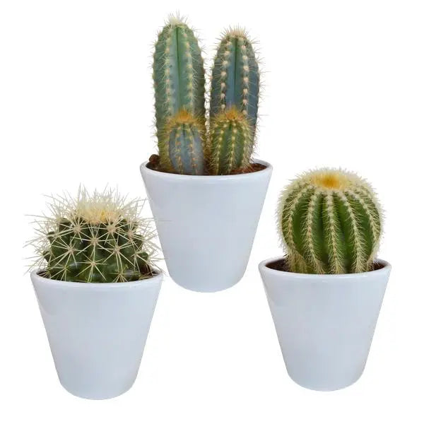 Cactus mix 8.5 cm - 3x - in witte pot  BotanicBridge