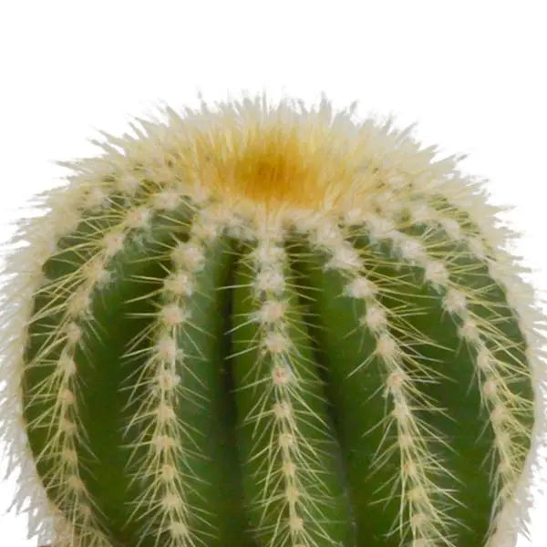 Cactus mix 8.5 cm - 3x - zonder pot  BotanicBridge