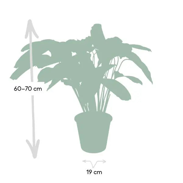 Calathea Flamestar - Pauwenplant - Ø19cm - ↕75cm  BotanicBridge