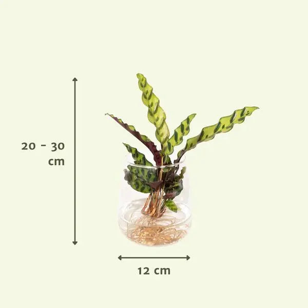 Calathea Insignis in Kingston glas - Ø12cm - ↕30cm  BotanicBridge