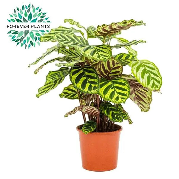 Calathea Makoyana - Ø17cm - ↕55cm  BotanicBridge