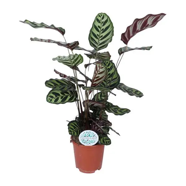 Calathea Makoyana - Ø21cm - ↕70cm  BotanicBridge