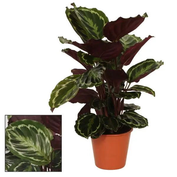 Calathea Medaillon - Ø19cm - ↕75cm  BotanicBridge