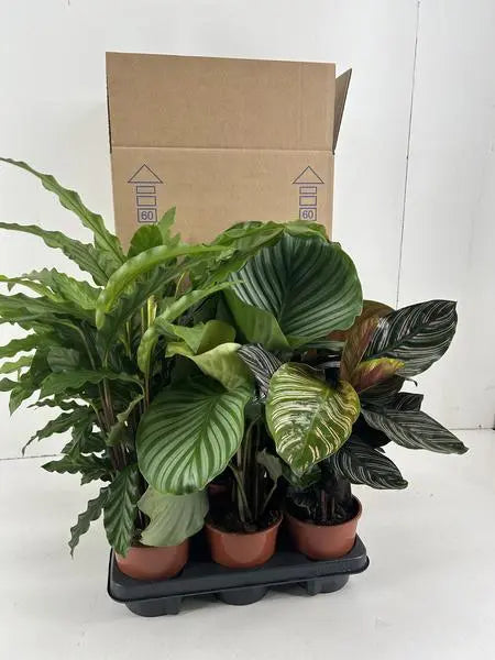 Calathea Mix P14cm  BotanicBridge