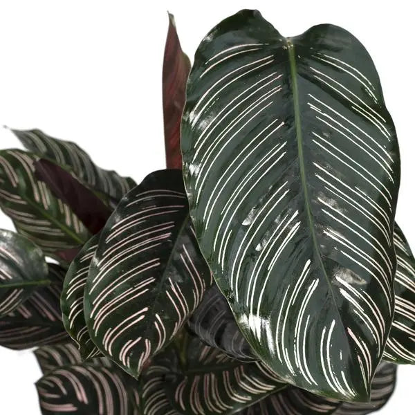 Calathea Ornata - Ø19cm - ↕75cm  BotanicBridge