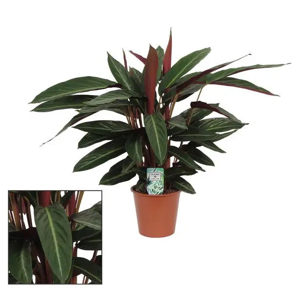 Calathea  Stripestar Living - Ø17 ↕65  BotanicBridge