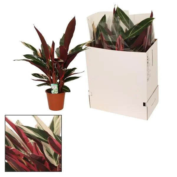 Calathea Triostar - Ø19cm - ↕80cm  BotanicBridge