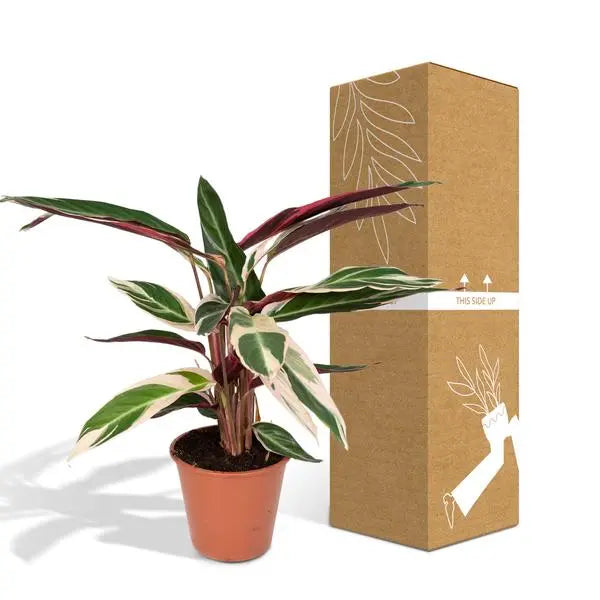 Calathea Triostar - Pauwenplant - Ø19cm - ↕70cm  BotanicBridge