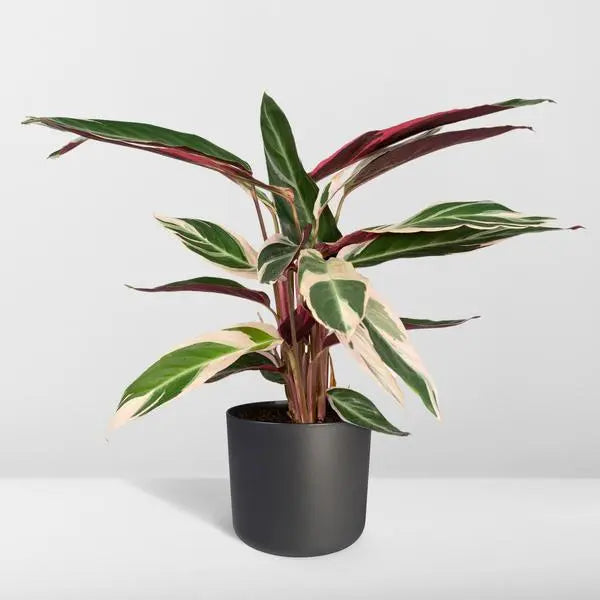 Calathea Triostar - Pauwenplant - Ø19cm - ↕70cm  BotanicBridge