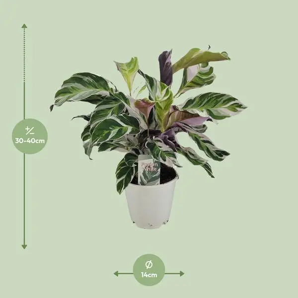 Calathea White Fusion - Ø14cm - ↕40cm  BotanicBridge