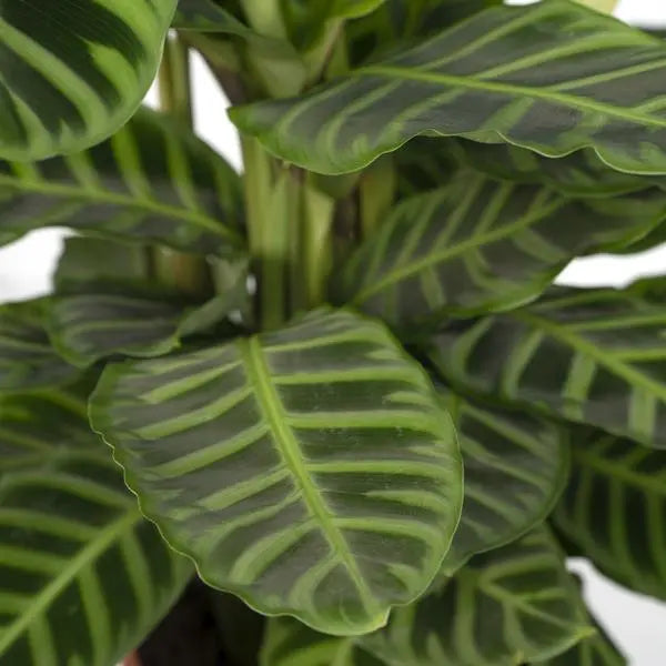 Calathea Zebrina - Pauwenplant - Ø19cm - ↕80cm  BotanicBridge