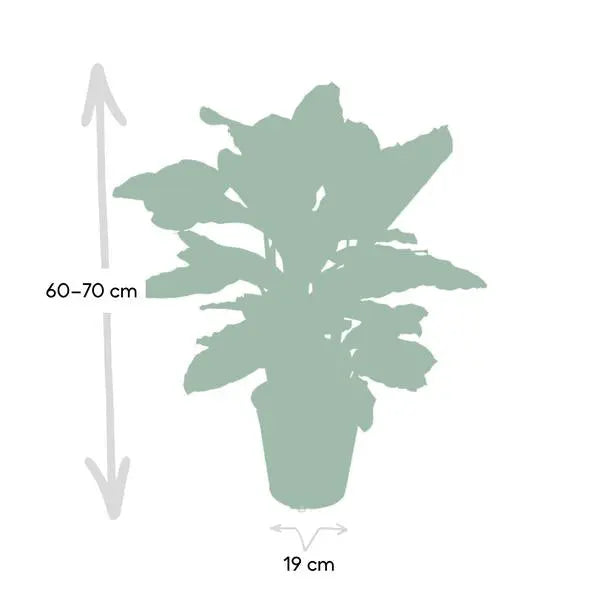 Calathea Zebrina - Pauwenplant - Ø19cm - ↕80cm  BotanicBridge