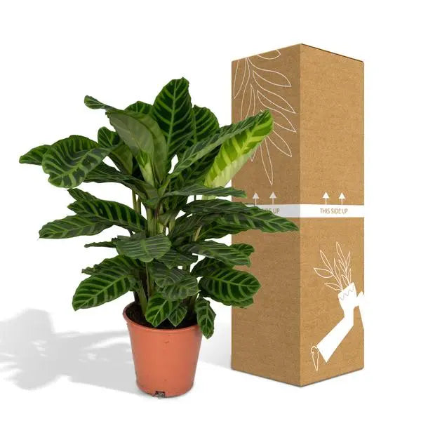 Calathea Zebrina - Pauwenplant - Ø19cm - ↕80cm  BotanicBridge