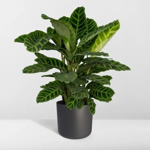 Calathea Zebrina - Pauwenplant - Ø19cm - ↕80cm  BotanicBridge