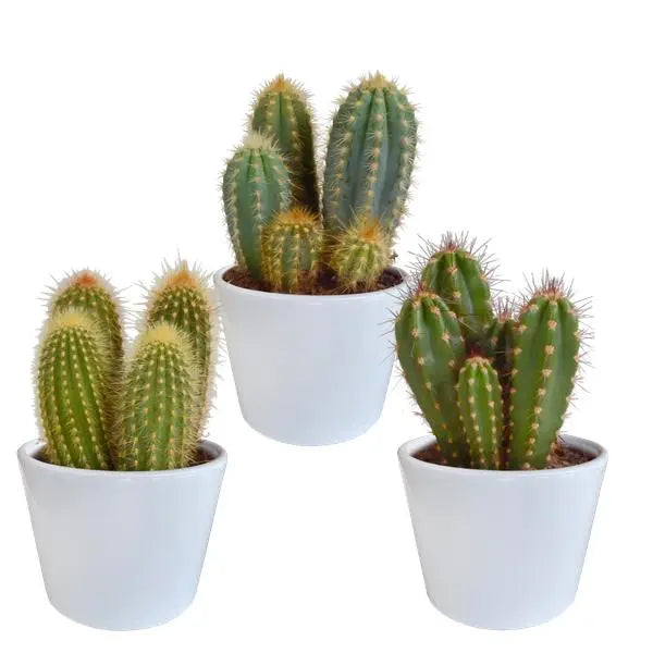 Cereus mix 10,5cm - 3x - in witte pot  BotanicBridge