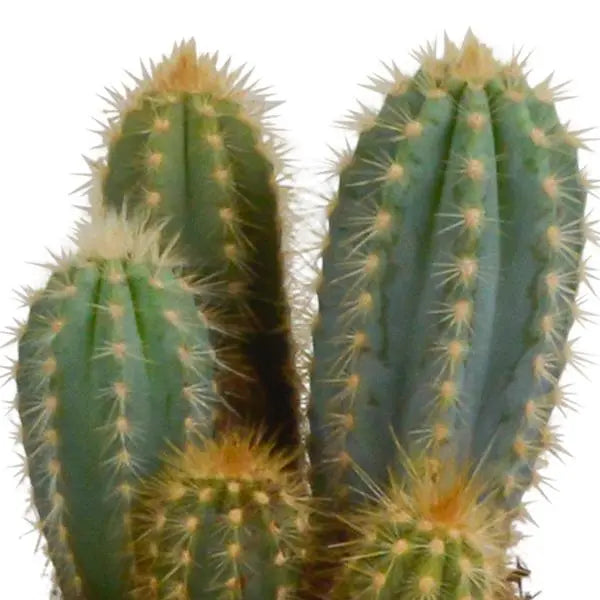 Cereus mix 10,5cm - 3x - in witte pot  BotanicBridge