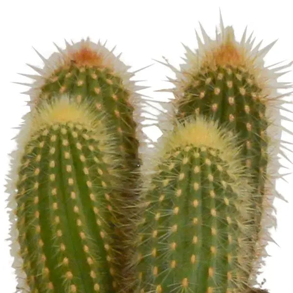 Cereus mix 10,5cm - 3x - in witte pot  BotanicBridge