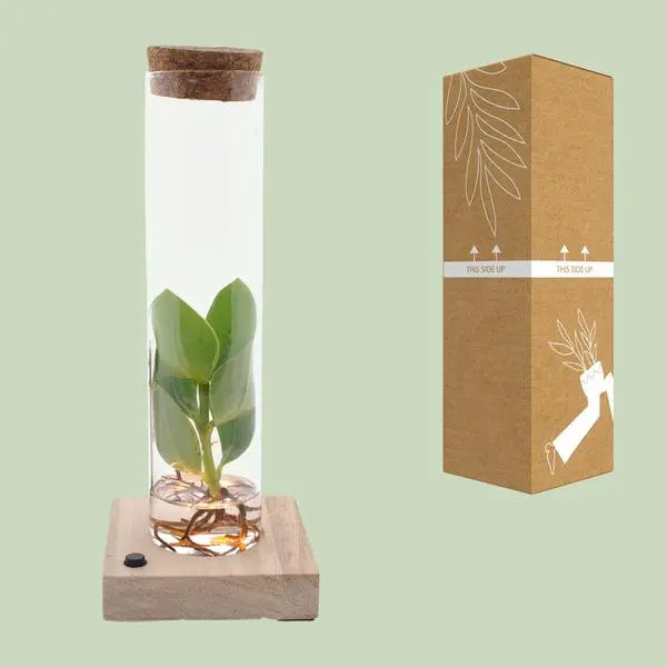 Clusia In Tube Glas + LED - Ø5cm - ↕10cm  BotanicBridge