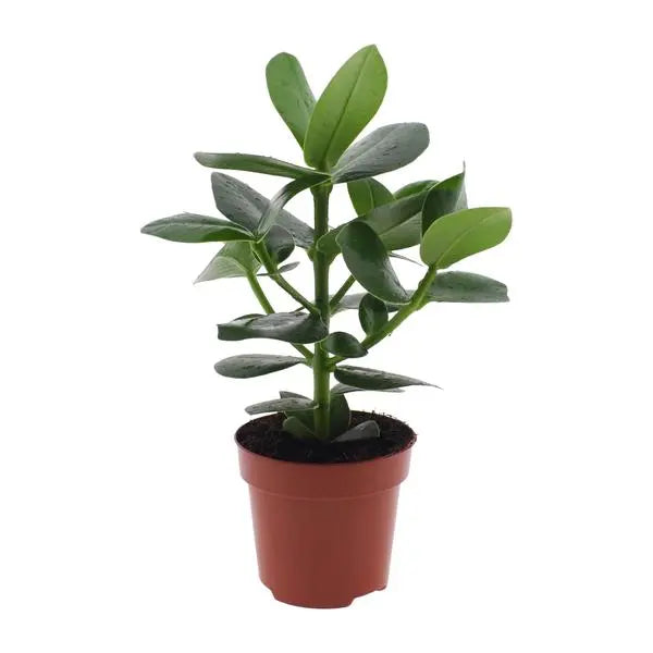 Clusia Rosea Princess - Ø12cm - ↕15cm  BotanicBridge