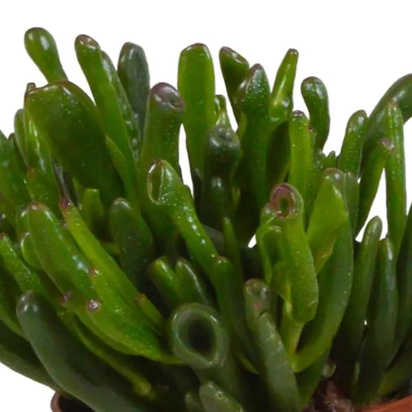 Crassula mix 10,5 cm - 3x - in Mexicaanse pot  BotanicBridge