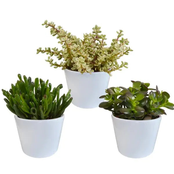 Crassula mix 10,5 cm - 3x - in witte pot  BotanicBridge