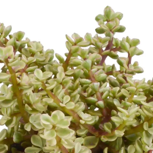 Crassula mix 10,5 cm - 3x - in witte pot  BotanicBridge