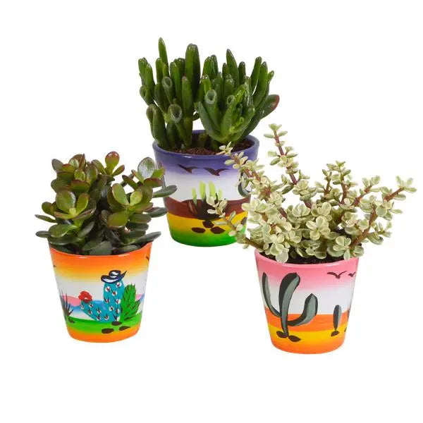 Crassula mix 8.5 cm - 3x - in Mexicaanse pot  BotanicBridge