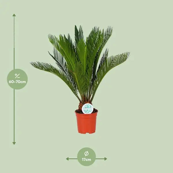 Cycas Revoluta - Ø17cm - ↕70cm  BotanicBridge