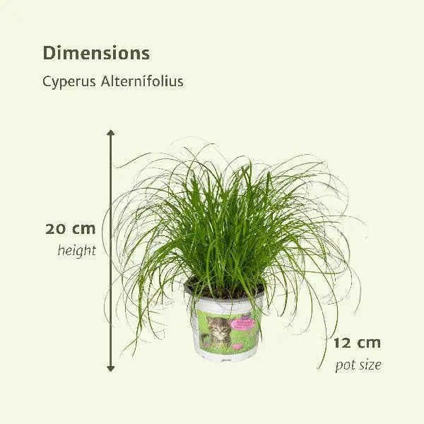 Cyperus Alternifolius (Kattengras) - 4 stuks - Ø12cm - ↕20cm  BotanicBridge