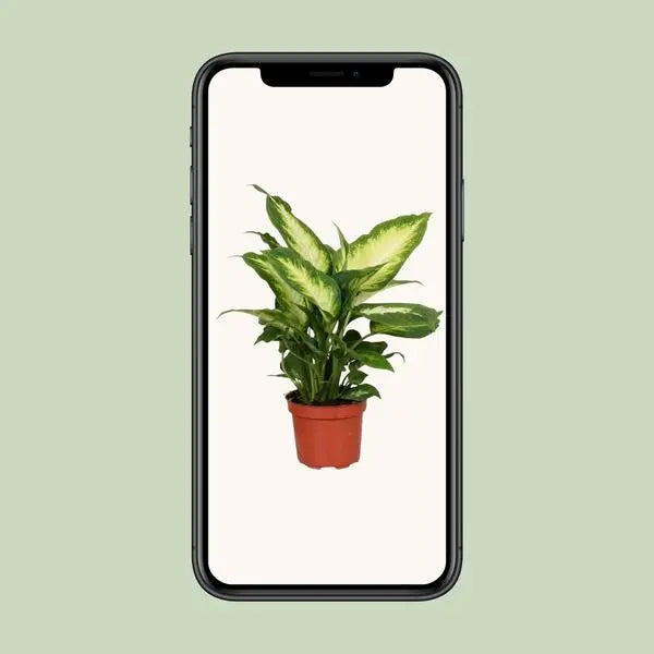 Dieffenbachia Camilla - Ø12cm - ↕35cm  BotanicBridge