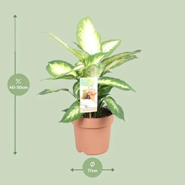 Dieffenbachia Camilla - Ø17cm - ↕45cm  BotanicBridge