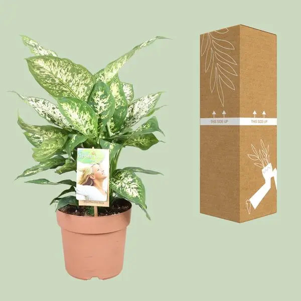 Dieffenbachia Compacta - Ø17cm - ↕45cm  BotanicBridge