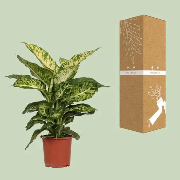 Dieffenbachia Mars - Ø17cm - ↕50cm  BotanicBridge