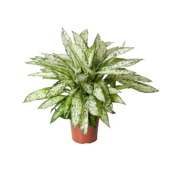 Dieffenbachia Vesuvius - Ø27cm - ↕80cm  BotanicBridge