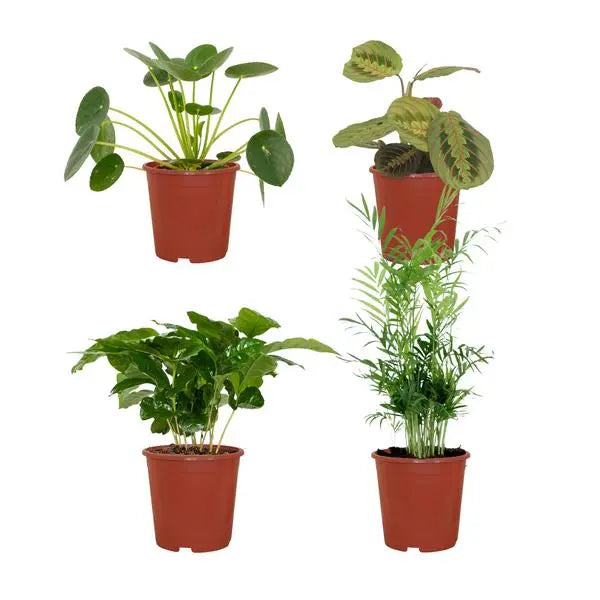 Diervriendelijke plantenbox - 4 stuks - Ø12cm - ↕20-40cm  BotanicBridge